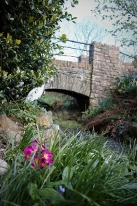 Flowers and bridge