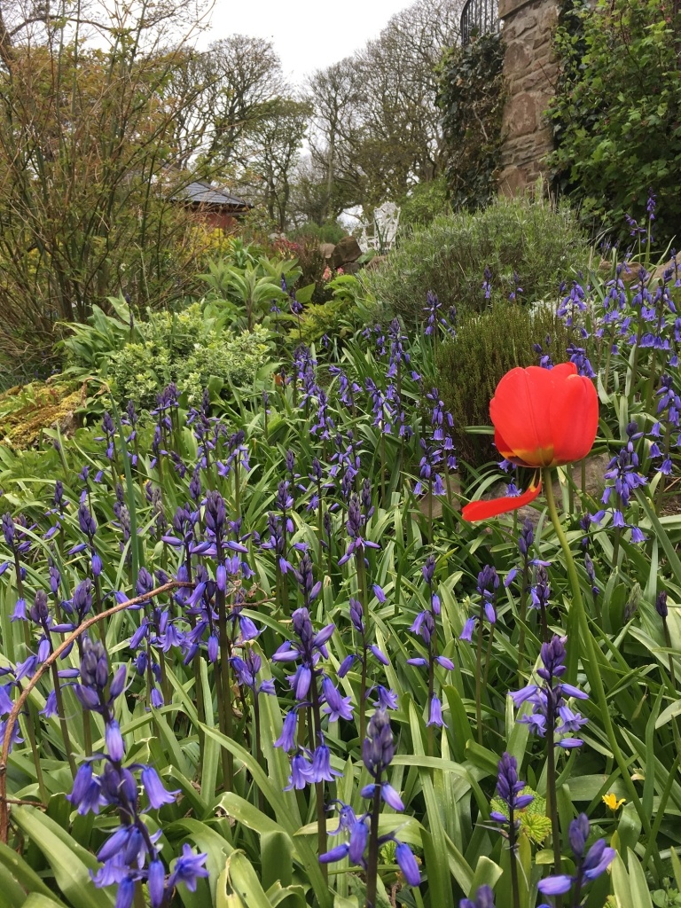 Bluebells and tulip